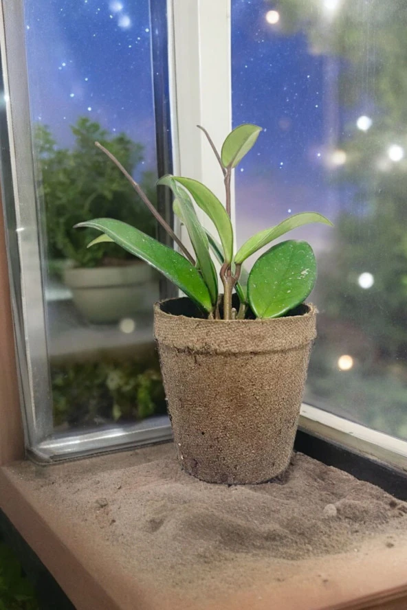 Dekoratif saksıda Mum Çiçeği 001 ürün görseli