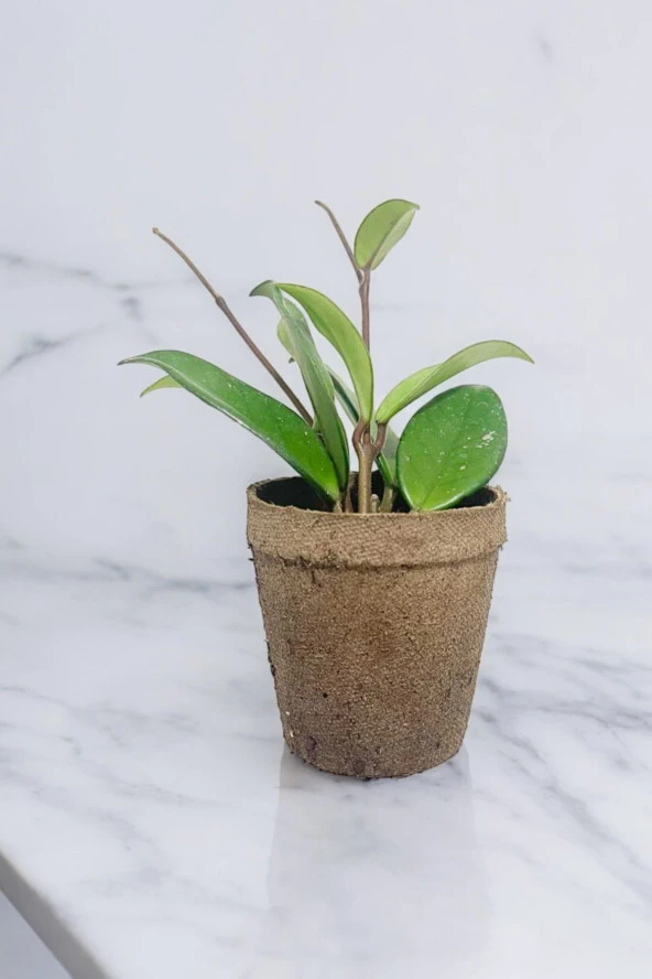 Dekoratif saksıda Mum Çiçeği 001 - Resim 2