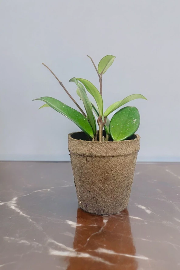 Dekoratif saksıda Mum Çiçeği ürün görseli