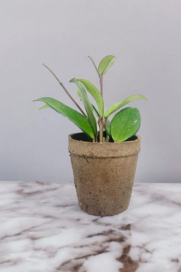 Dekoratif saksıda Mum Çiçeği - Resim 2