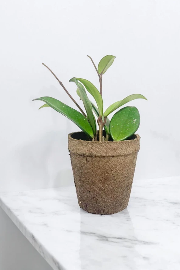 Dekoratif saksıda Mum Çiçeği 001 - Resim 3