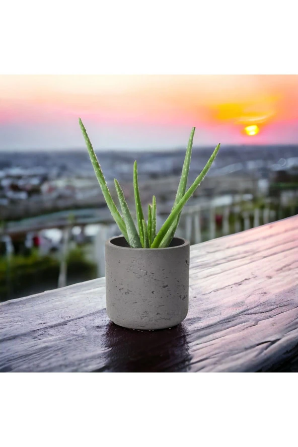 Dekoratif Saksıda Aloevea - Resim 2