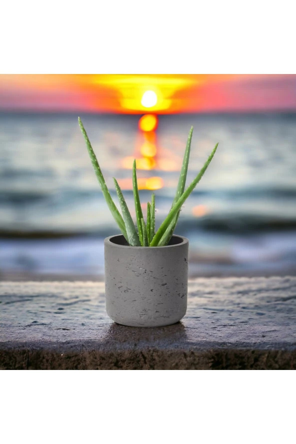 Dekoratif Saksıda Aloevea - Resim 3