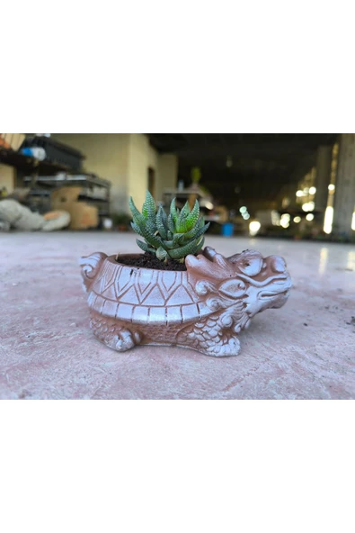 Taş Ejder Saksıda Sukulent - Resim 8