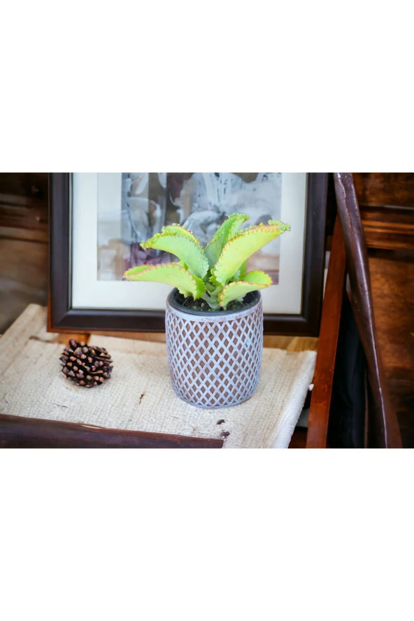 Peygamber efendimizin gözyaşı çiçeği @12 ürün görseli