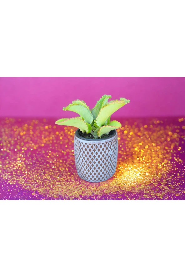 Peygamber efendimizin gözyaşı çiçeği ürün görseli