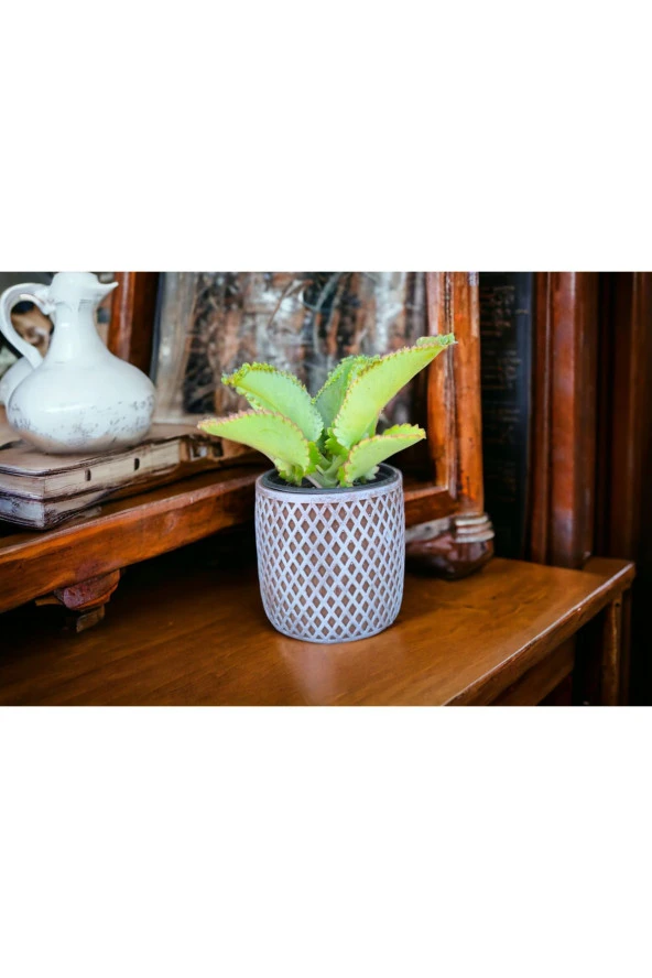 Peygamber efendimizin gözyaşı çiçeği @12 - Resim 2