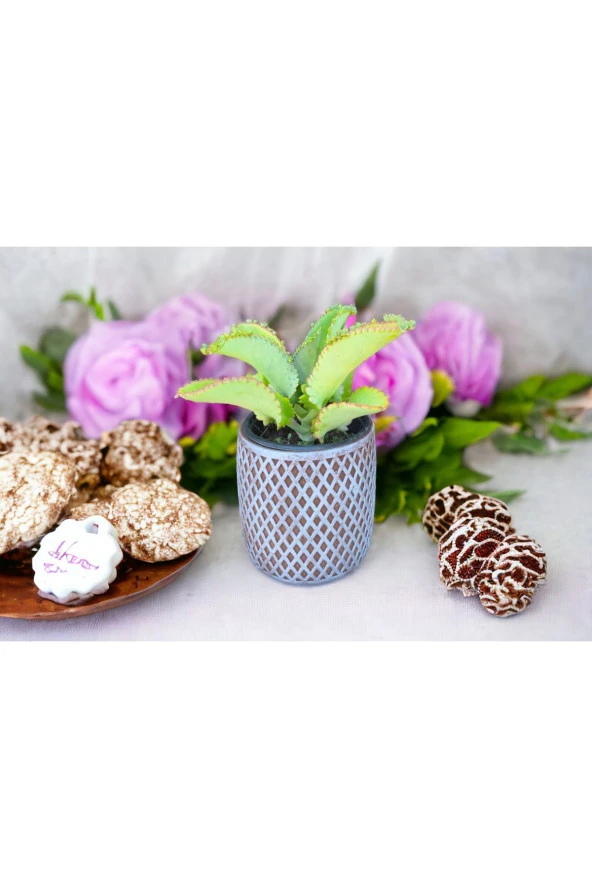 Peygamber efendimizin gözyaşı bitkisi ürün görseli