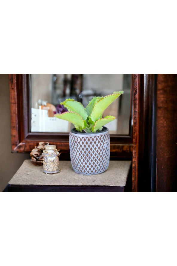 Peygamber efendimizin gözyaşı çiçeği @12 - Resim 3