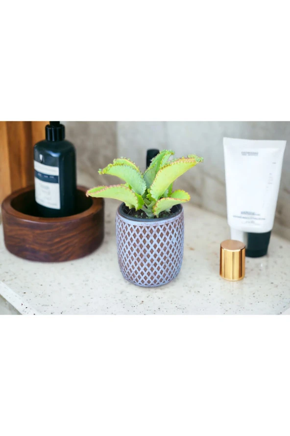 Peygamber efendimizin gözyaşı çiçeği aşıe - Resim 3