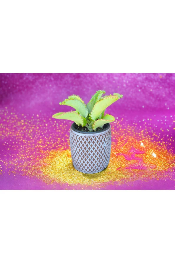 Peygamber efendimizin gözyaşı çiçeği - Resim 3