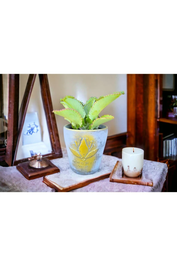 Peygamber gözyaşı çiçeği dekoratif saksıda - Resim 3