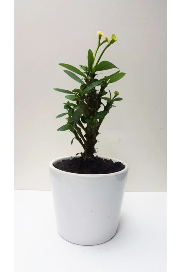 Seramik Saksılı Diken Tacı ürün görseli