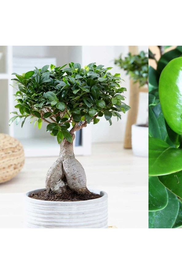 Hediyelik Bonsai Ficus Microcarpa - Resim 2
