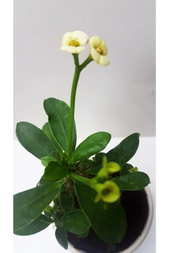 Seramik Saksılı Diken Tacı - Resim 2