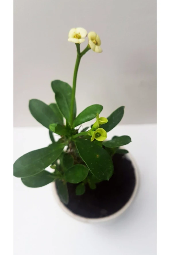 Seramik Saksılı Diken Tacı - Resim 3