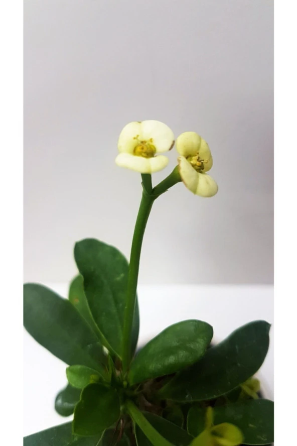 Seramik Saksılı Diken Tacı - Resim 4