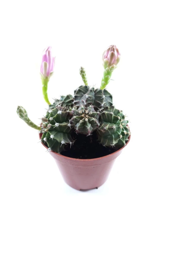 Gymnocalycium Mihanovichii - Resim 4