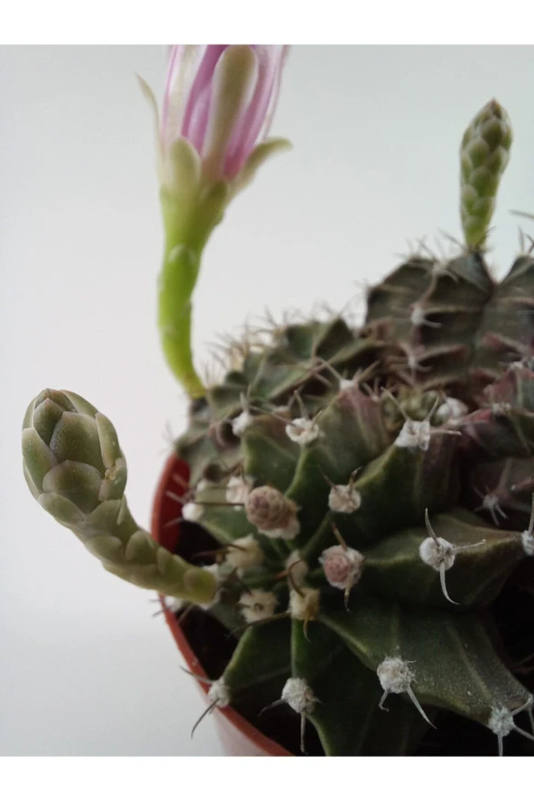 Gymnocalycium Mihanovichii - Resim 5
