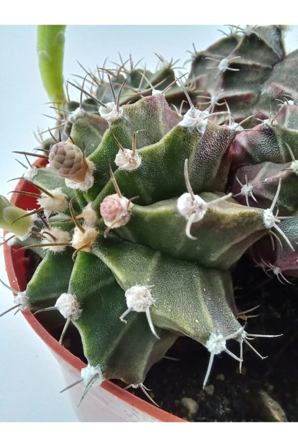 Gymnocalycium Mihanovichii - Resim 6
