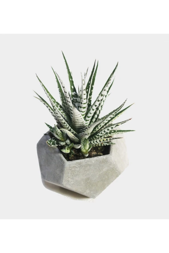 Geometrik Beton Saksıda Haworthia ürün görseli