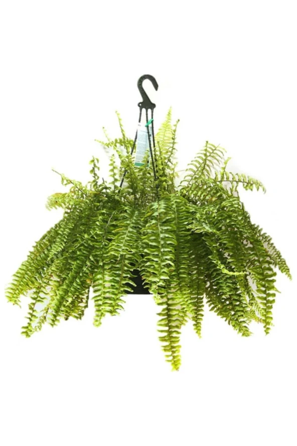 Aşk Merdiveni  30x50 cm - Resim 2