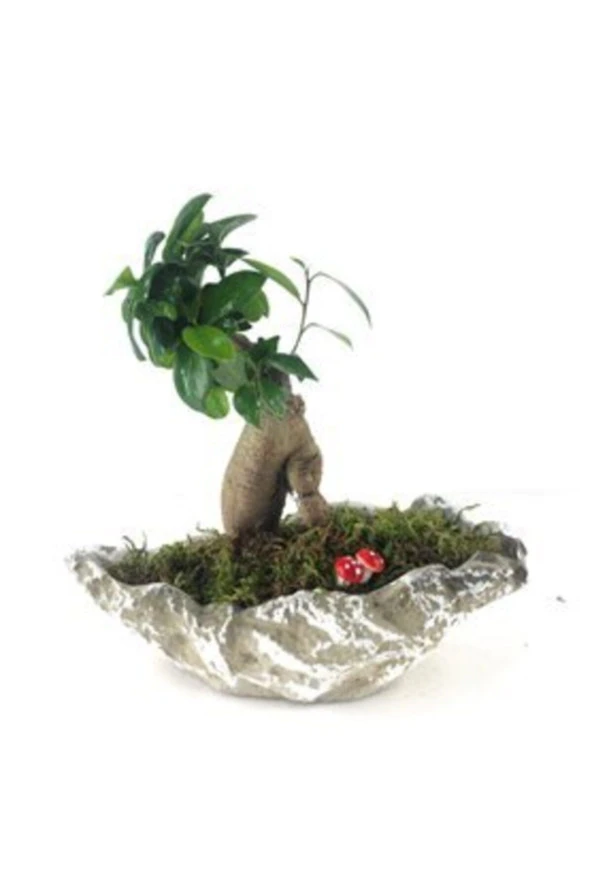 Ficus Ginseng Bonsai & Gri Roda Beton Saksıda Lik Canlı Çiçek