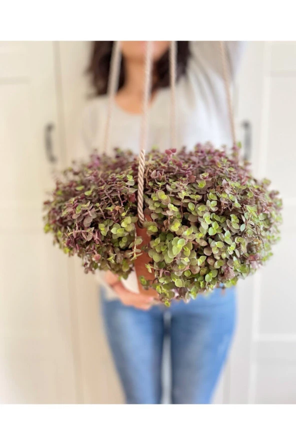 Deri Askıda Callisia Repens - 1