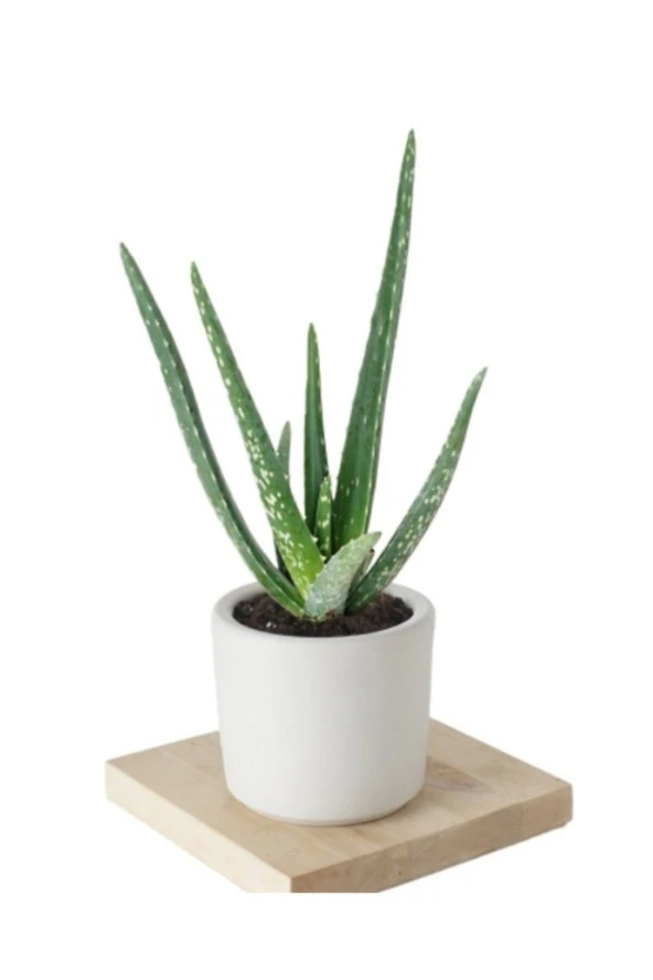 Aloe Vera (sarısabır) Bitkisi