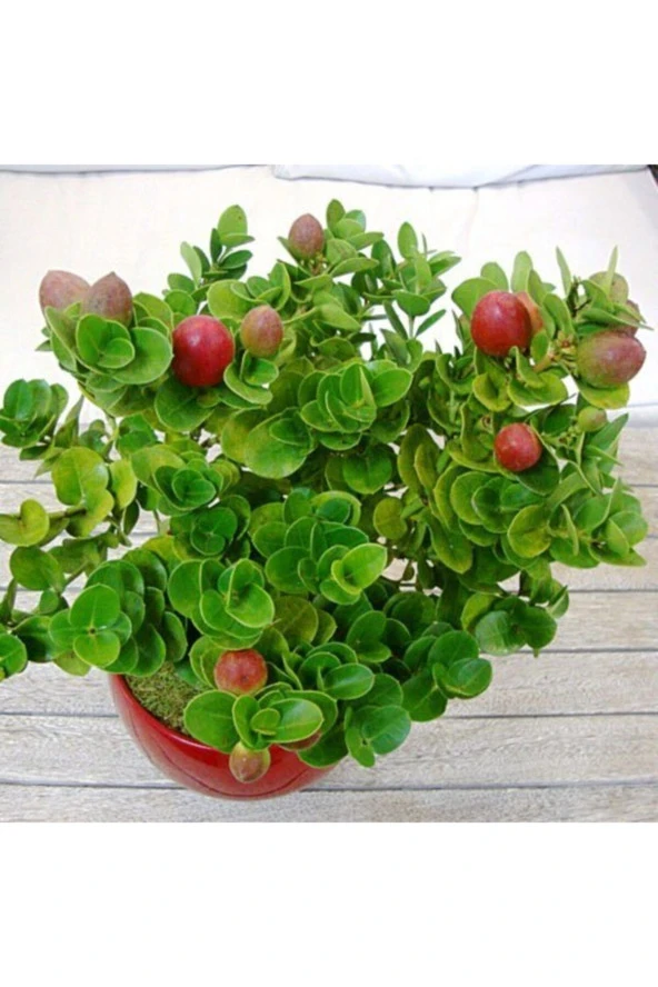 Natal Eriği Saksılı ürün görseli