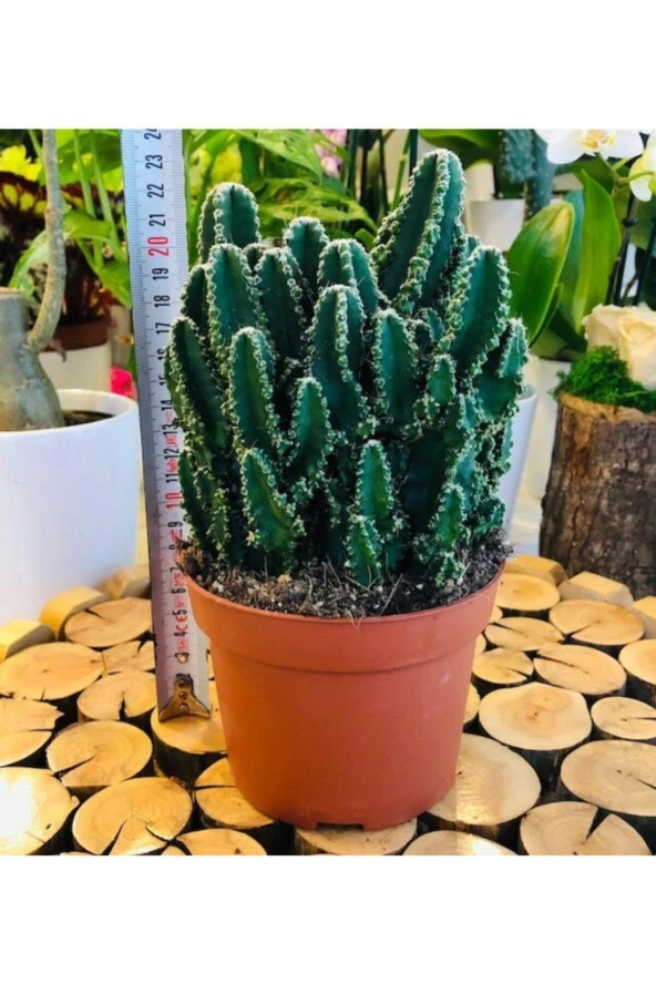 Cereus Peruvianus Florida Cactus Xl Bol Yavrulu Radrasyon Kaktüs ürün görseli
