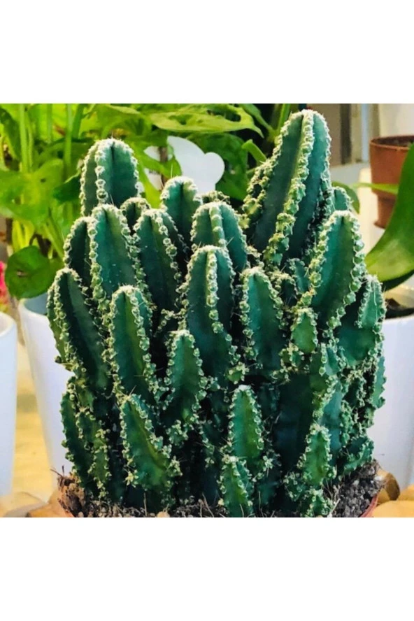 Cereus Peruvianus Florida Cactus Xl Bol Yavrulu Radrasyon Kaktüs - Resim 3