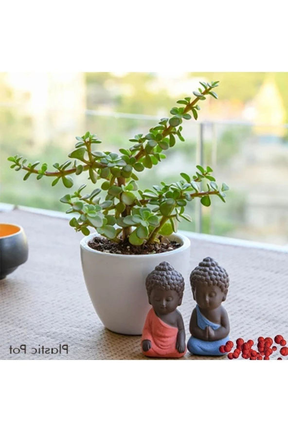 Hediyelik Para Ağacı Dekoratif Saksıda Bonsai no2