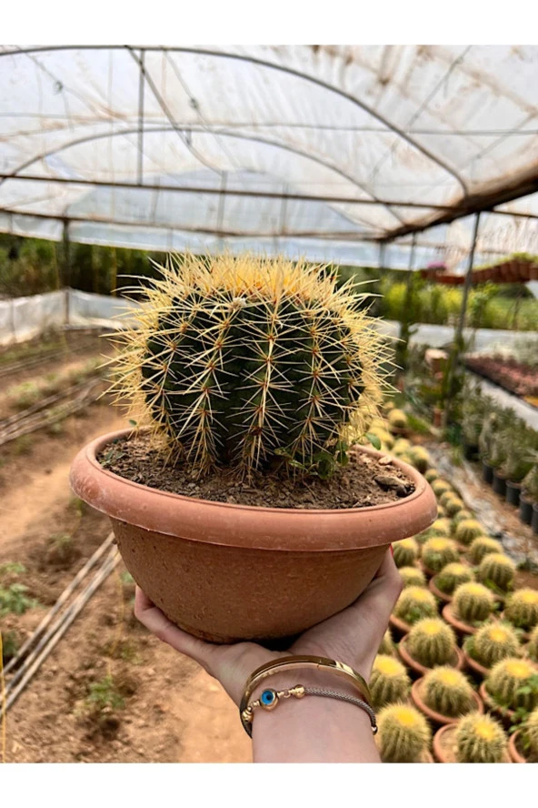 Echinocactus Grusonii 23cm - 2