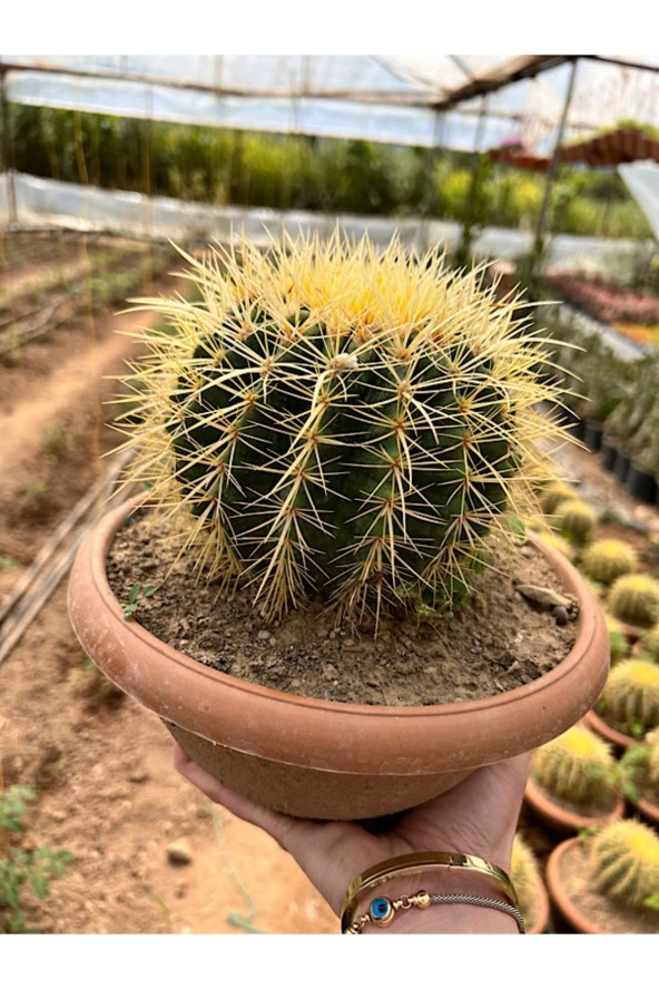 Echinocactus Grusonii 23cm - 3