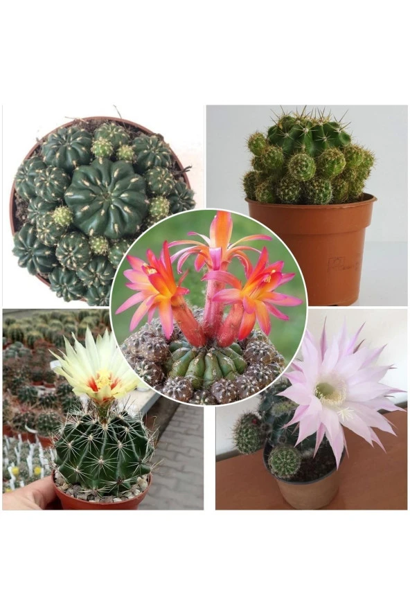 3 Çeşit Çiçek Açan 3 Adet Kaktüs ürün görseli