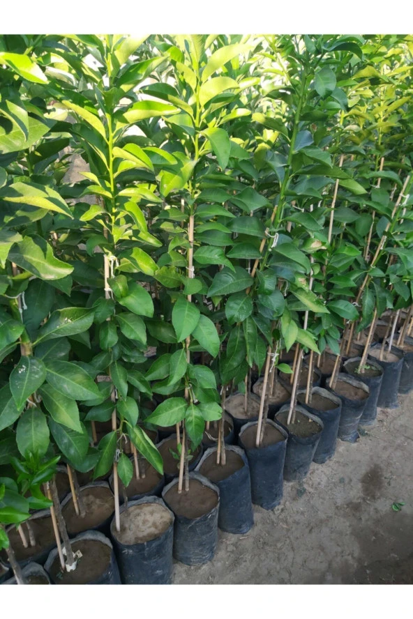 Yediveren Limon Fidanı 150 Cm Tüplü (aşılı Limon Fidanı) - Resim 2