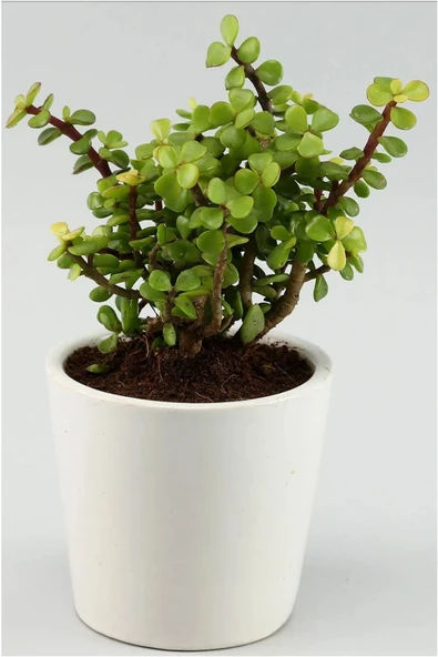 Portulacaria Afra Para Ağacı Fil Azlığı