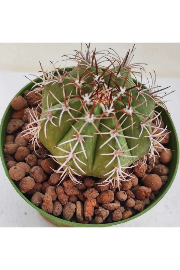 Melocactus - Resim 2