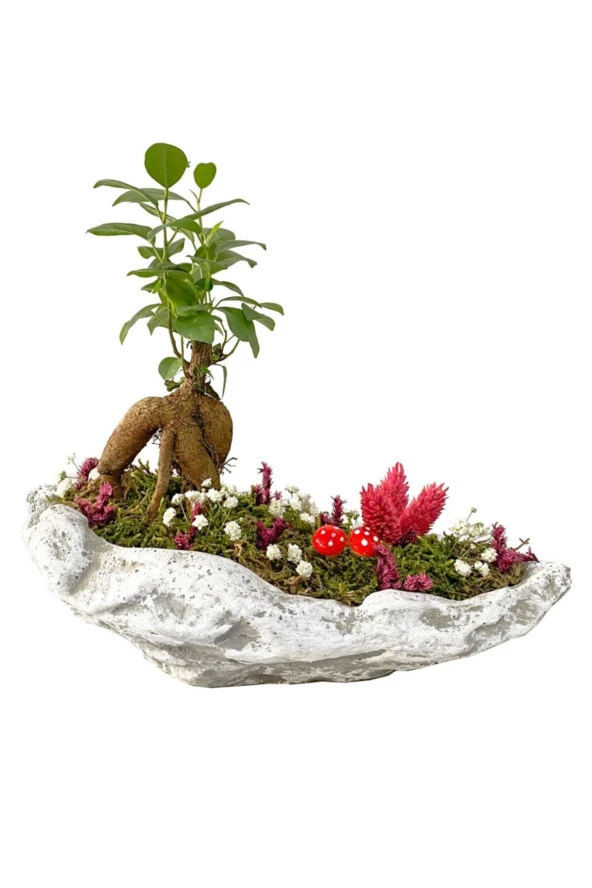 Beton Kaya Saksıda Mini Ficus Ginseng Bonsai ürün görseli