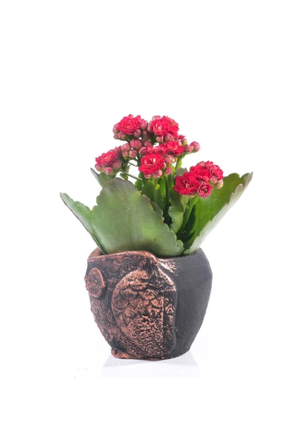 Baykuş Saksıda Kırmızı Kalanchoe - Resim 2