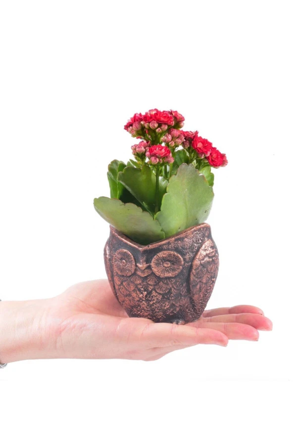 Baykuş Saksıda Kırmızı Kalanchoe - Resim 3