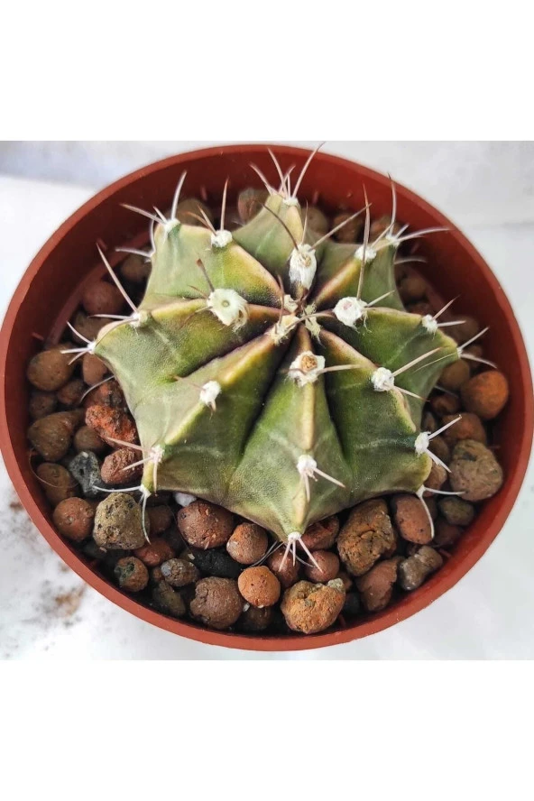 Gymnocalycium Mihanovichii--kaktüs - Resim 2