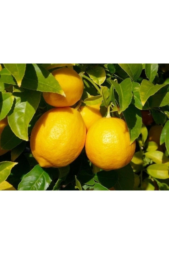 Şeker Tatlı Limon Limon Fidanı - Resim 2
