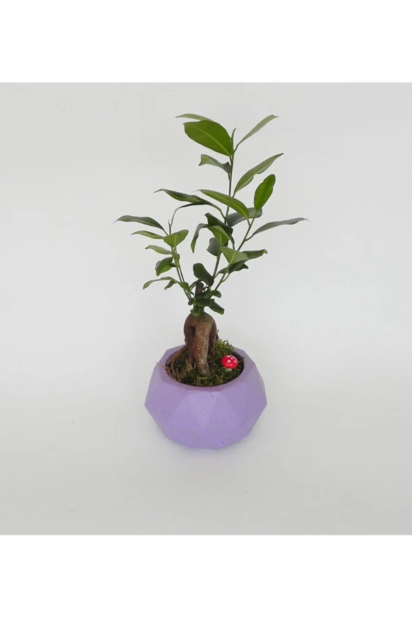 Likya Saksıda Ficus Gieseng Bonsai - Resim 3