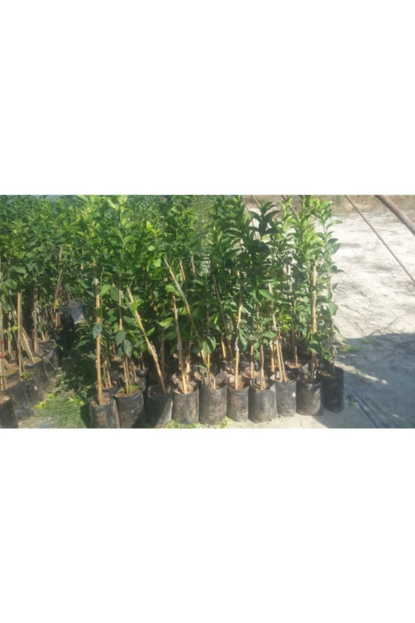 Şeker Tatlı Limon Limon Fidanı - Resim 4