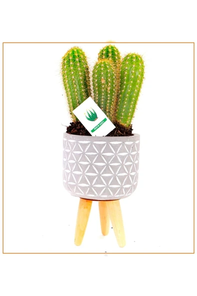 3 Ayaklı Şık Saksıda Hediyelik Kaktüs ürün görseli