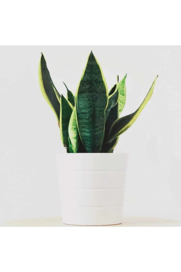 Beyaz Porselen Saksıda Paşa Kılıcı - Resim 2