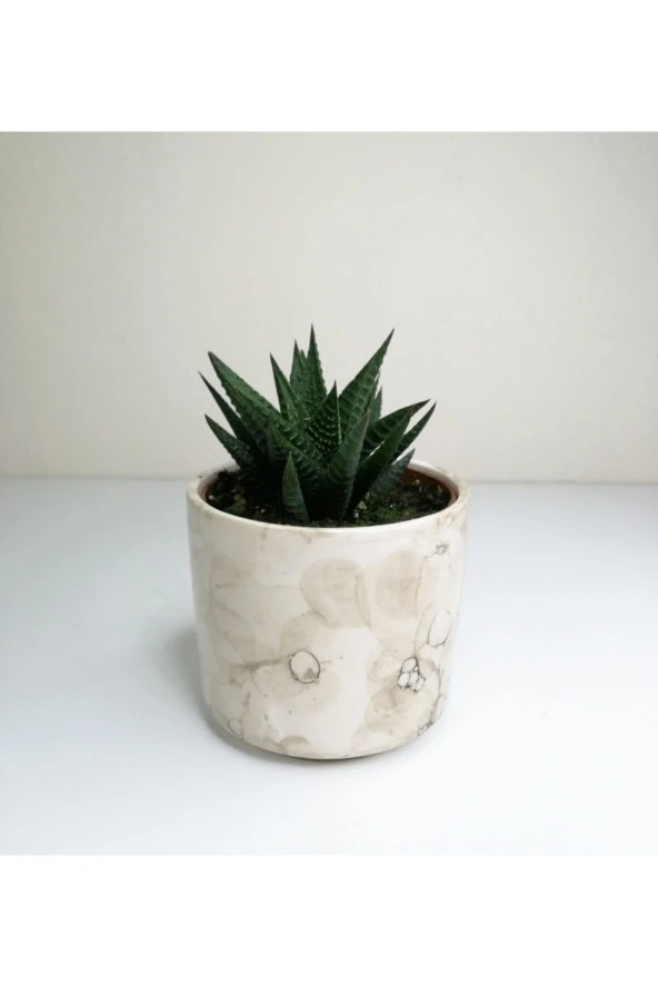 Haworthia 'limifolia' Mini Beyaz Seramik Saksılı ürün görseli