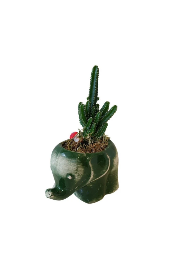Seramik Fil Saksıda Kaktüs - Dekoratif - Hediye - Resim 3